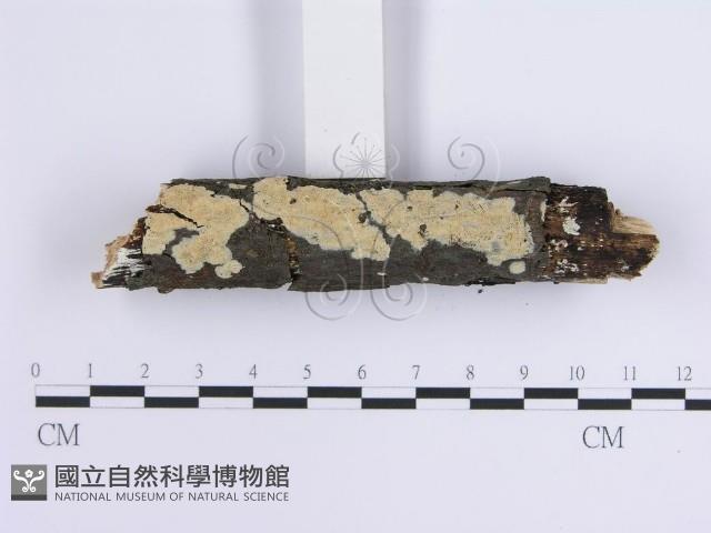 容氏菌屬藏品圖，第3張