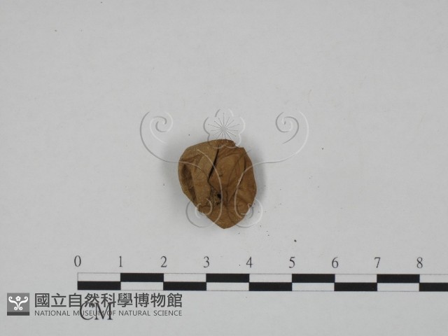 登錄號:F0024655藏品圖，第3張