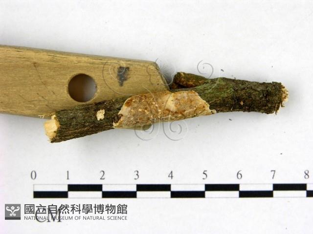 刺皮菌屬藏品圖，第3張