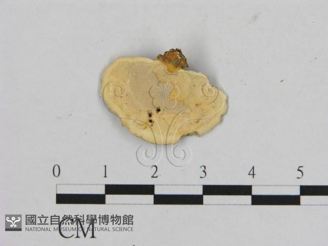 相鄰小孔菌藏品圖，第3張