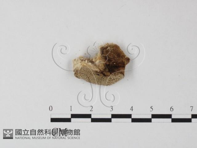 登錄號:F0017655藏品圖，第1張