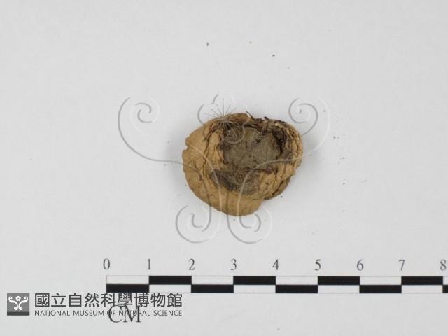 登錄號:F0025655藏品圖，第3張