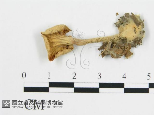雞油菌屬藏品圖，第3張