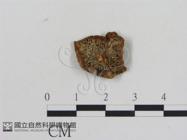 乳菇屬藏品圖，第3張