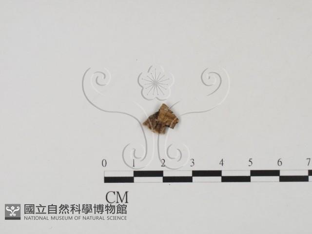 登錄號:F0019655藏品圖，第3張