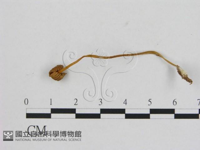 小菇屬藏品圖，第3張