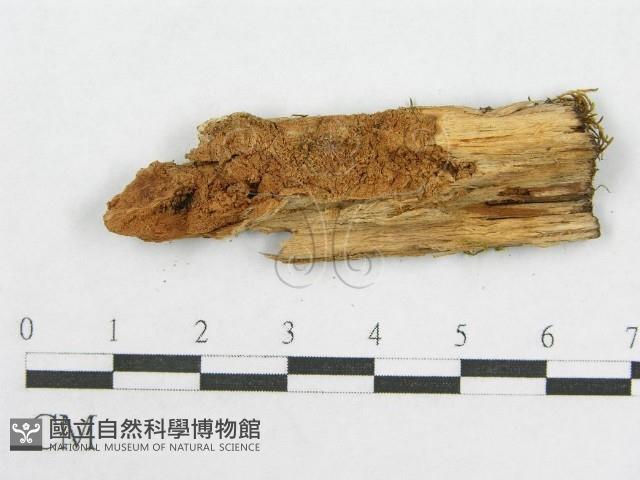 登錄號:F0013655藏品圖，第3張