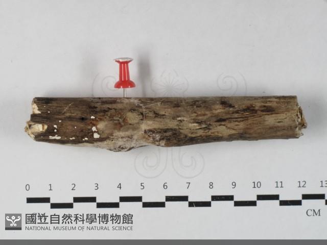 登錄號:F0033655藏品圖，第3張