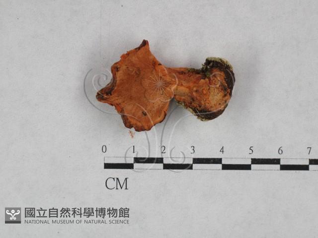 登錄號:F0028455藏品圖，第3張