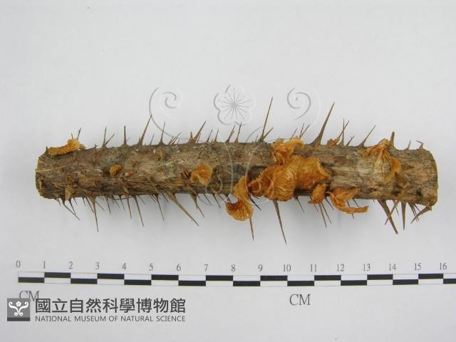 微皮傘屬藏品圖，第3張