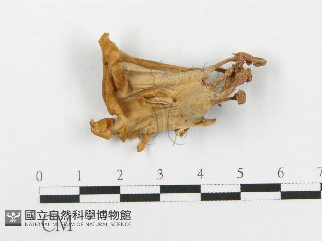 登錄號:F0020455藏品圖，第3張