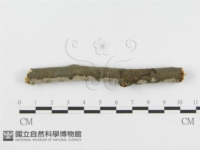 登錄號:F0010455藏品圖，第3張
