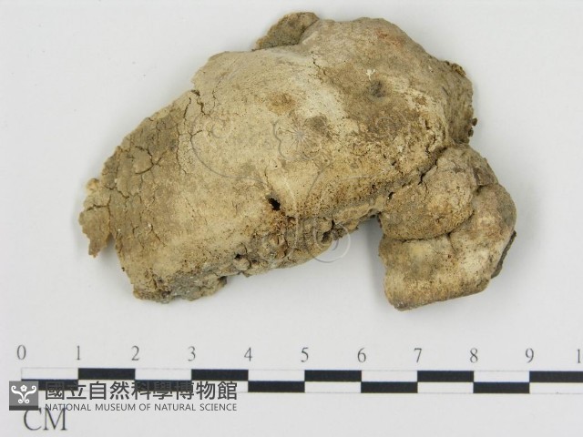 登錄號:F0016455藏品圖，第1張