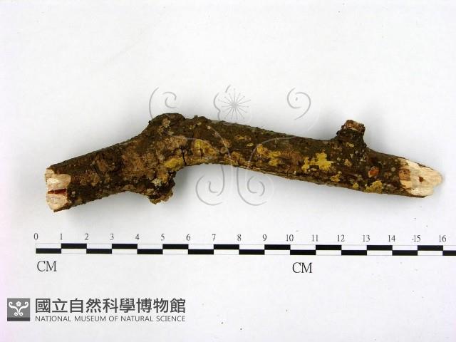 登錄號:F0001455藏品圖，第3張