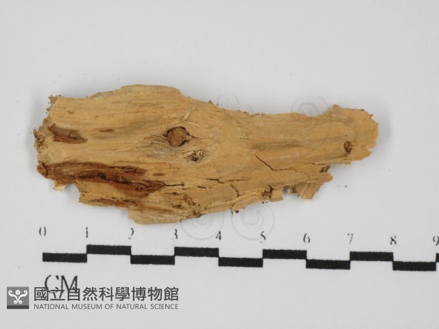 登錄號:F0031455藏品圖，第3張