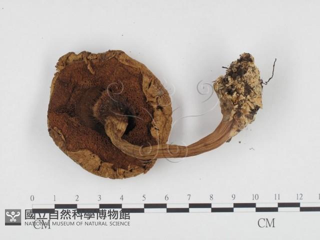 登錄號:F0024455藏品圖，第3張