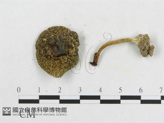 登錄號:F0014455藏品圖，第3張
