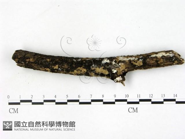 刺皮菌屬藏品圖，第3張