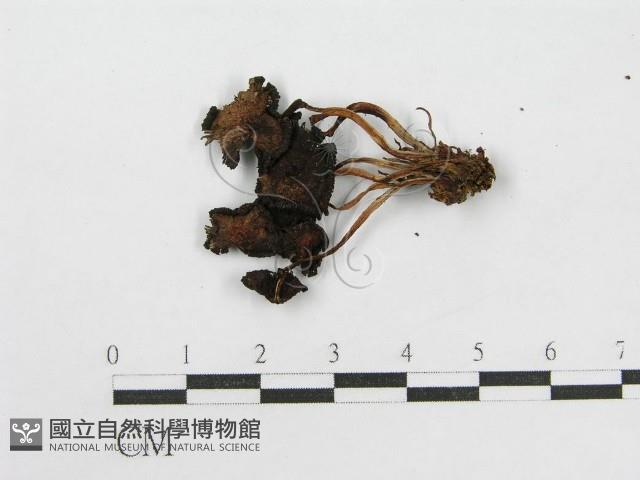 登錄號:F0012455藏品圖，第3張