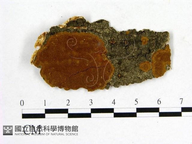 登錄號:F0017455藏品圖，第1張