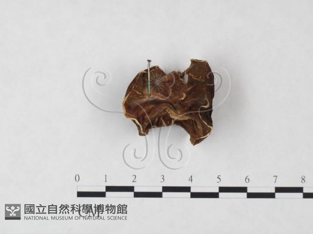 登錄號:F0009455藏品圖，第3張