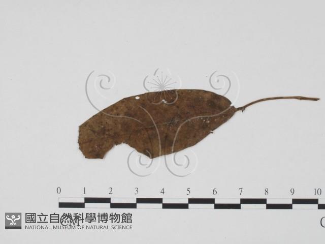 登錄號:F0019455藏品圖，第3張