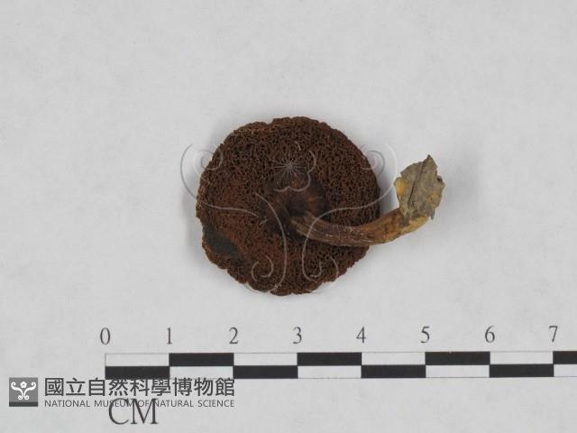 登錄號:F0023455藏品圖，第3張