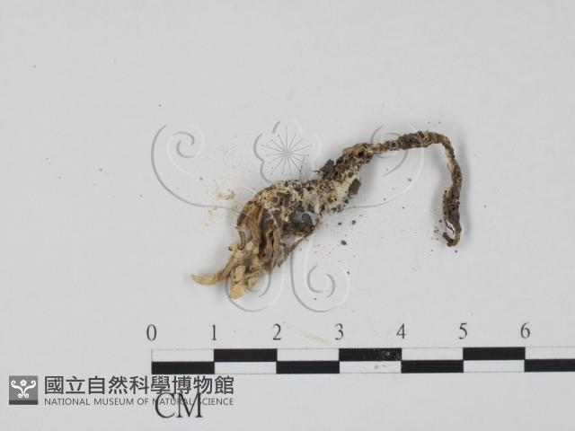 登錄號:F0003455藏品圖，第3張