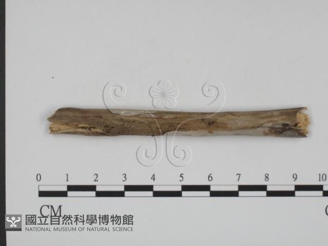 登錄號:F0008755藏品圖，第3張