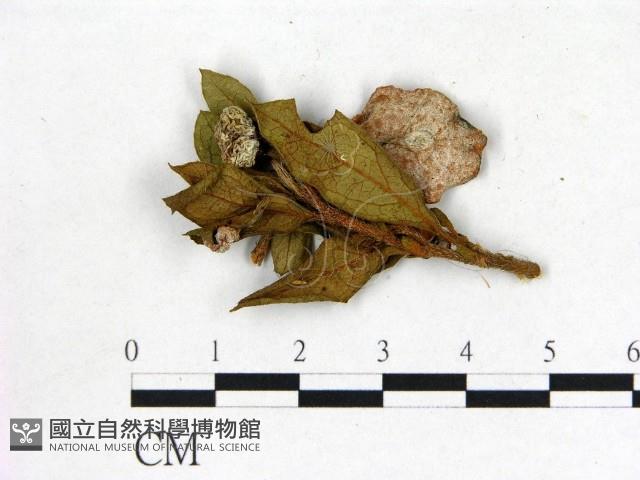 登錄號:F0020755藏品圖，第3張