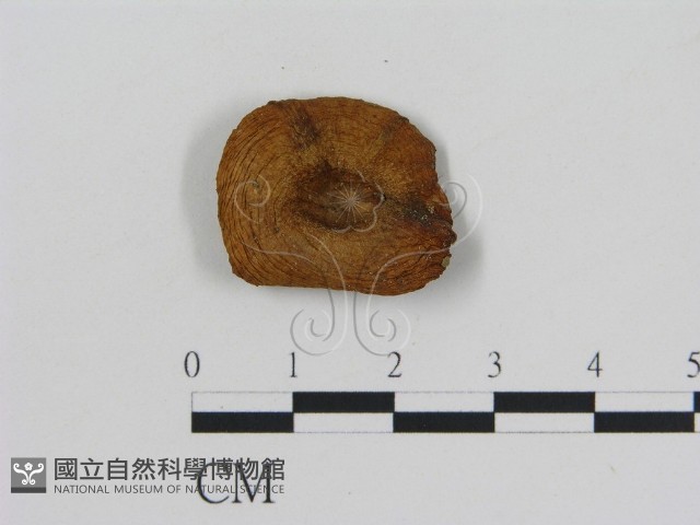 登錄號:F0010755藏品圖，第3張