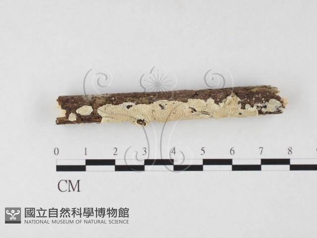齒耳菌屬藏品圖，第3張