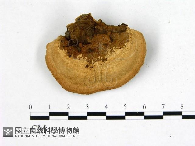 登錄號:F0006755藏品圖，第3張