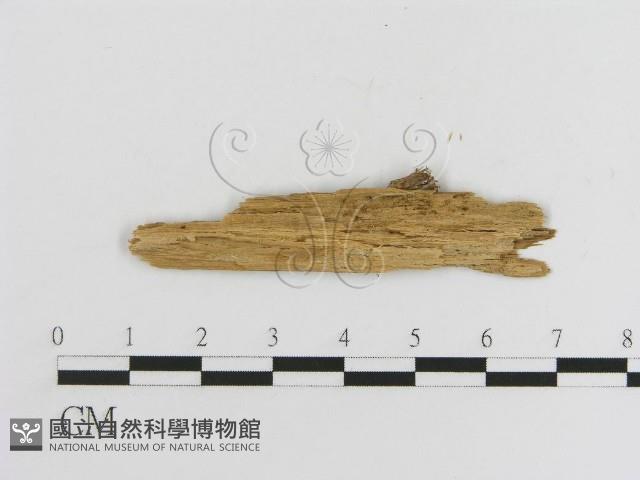 登錄號:F0016755藏品圖，第3張