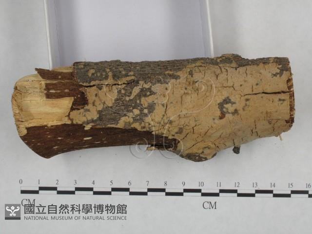 登錄號:F0021755藏品圖，第3張