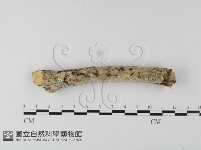 登錄號:F0022755藏品圖，第3張