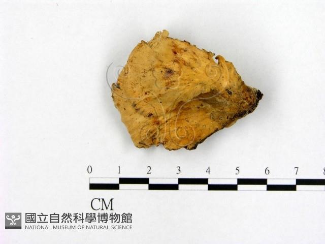 登錄號:F0002755藏品圖，第3張