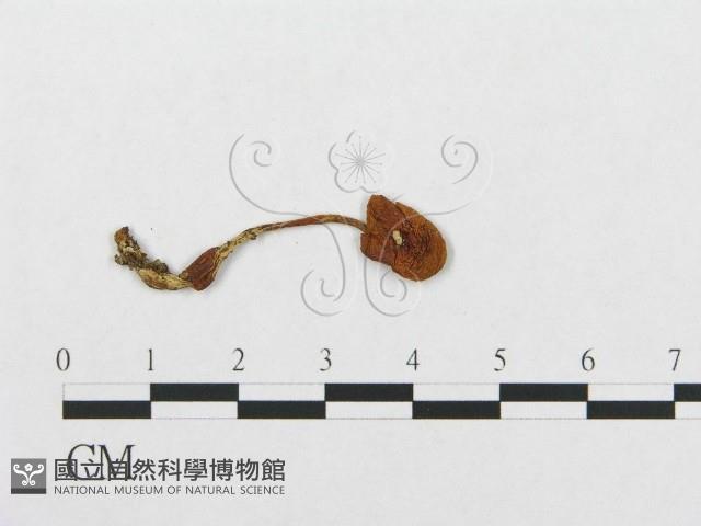 登錄號:F0012755藏品圖，第3張