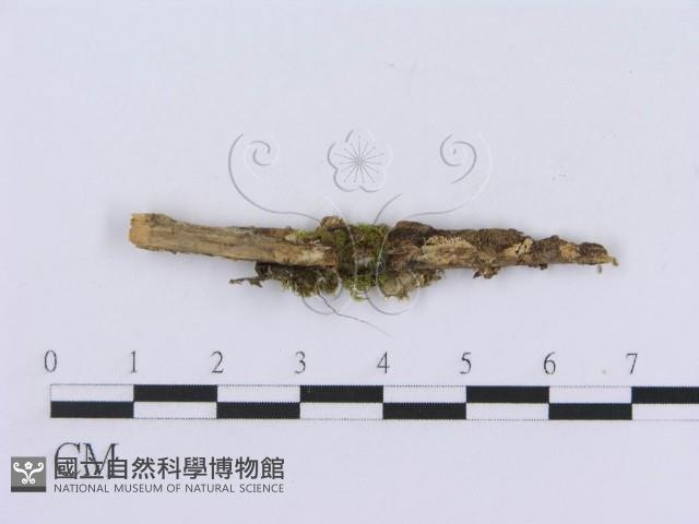 登錄號:F0007755藏品圖，第3張