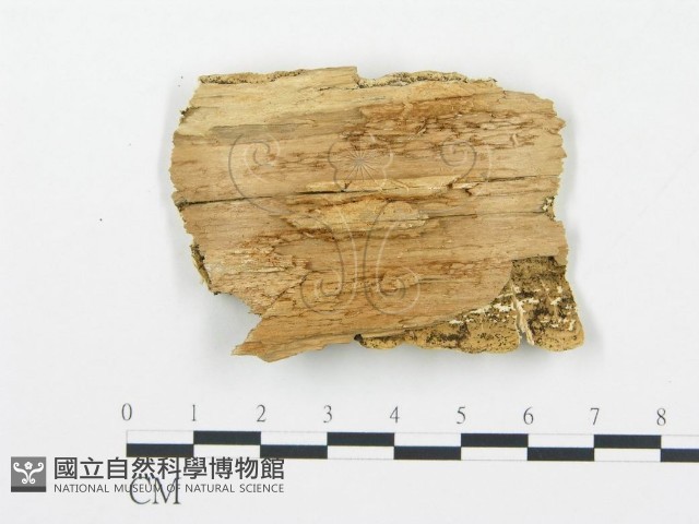 登錄號:F0005755藏品圖，第3張