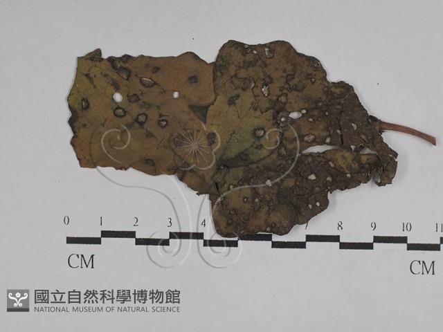 登錄號:F0029755藏品圖，第1張