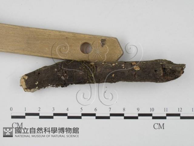 登錄號:F0009755藏品圖，第3張