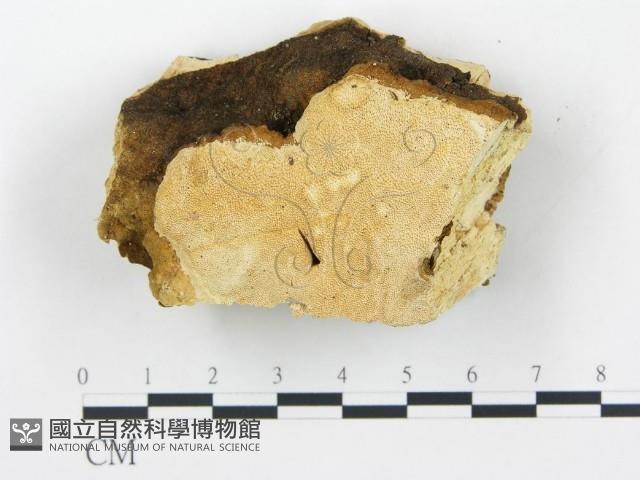 登錄號:F0019755藏品圖，第1張
