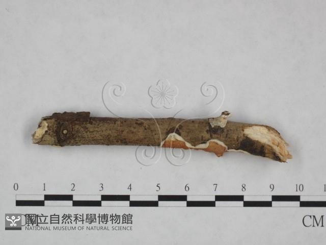 登錄號:F0023755藏品圖，第3張