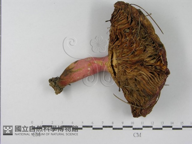 登錄號:F0003755藏品圖，第3張