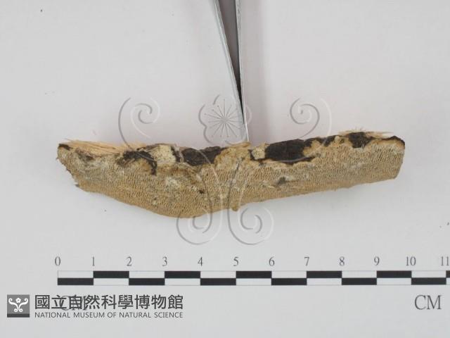 登錄號:F0013755藏品圖，第3張