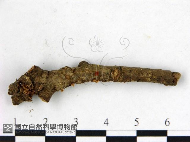 登錄號:F0000555藏品圖，第3張