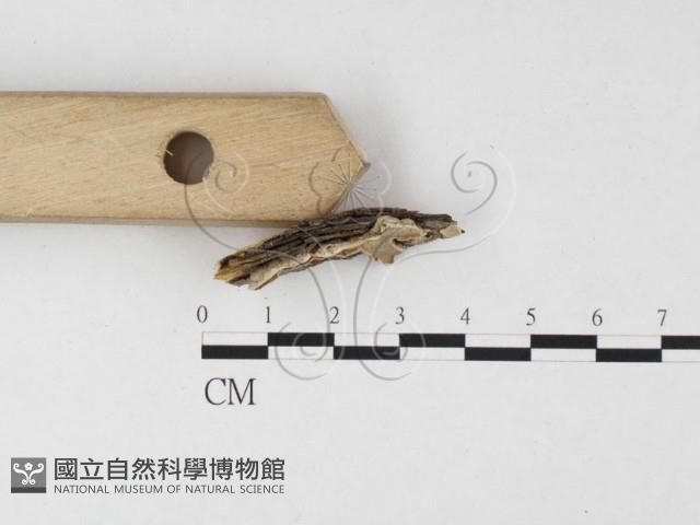 盤革菌屬藏品圖，第3張