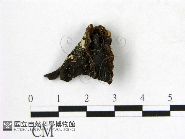 登錄號:F0006555藏品圖，第3張