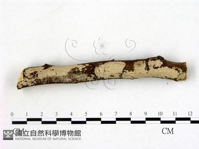 刺皮菌屬藏品圖，第3張